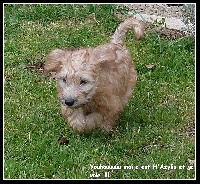 of The Celtic's Lands - Irish Soft Coated Wheaten Terrier - Portée née le 08/01/2012